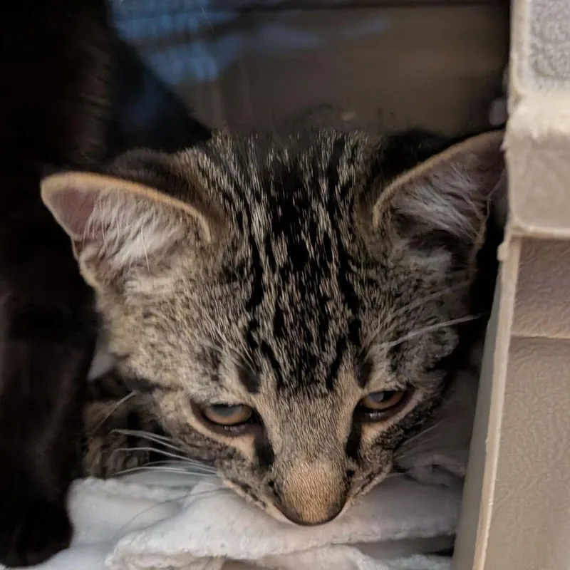 A baby small-sized male Brown / Chocolate Domestic Short Hair cat named Grohl for adoption in Fairport, NY