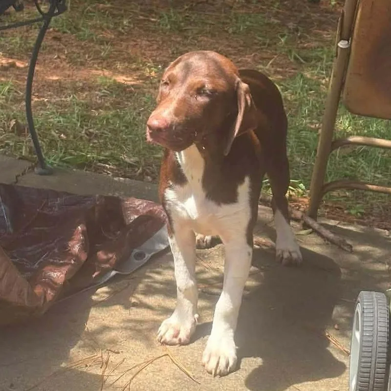 A young medium-sized female Pointer dog named Hadley for adoption in Valley, AL