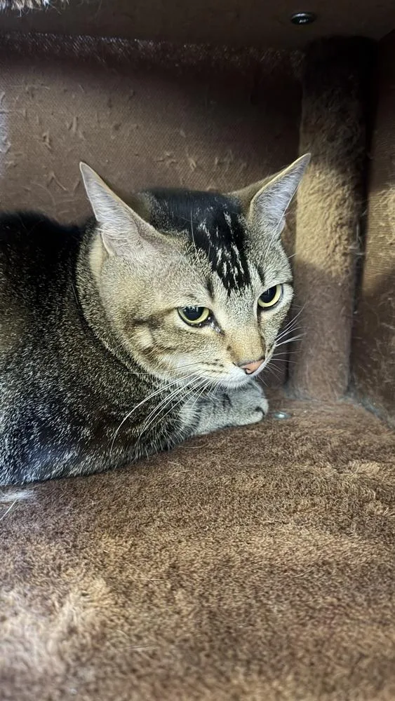 An adult medium-sized male Brown / Chocolate Domestic Short Hair cat named Hammi for adoption in Ontario, CA