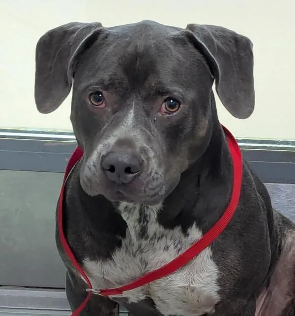 An adult large-sized female Pit Bull Terrier dog named Kisses for adoption in San Diego, CA