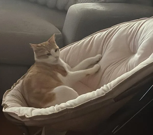An adult large-sized male Domestic Short Hair cat named Pachi for adoption in New York, NY