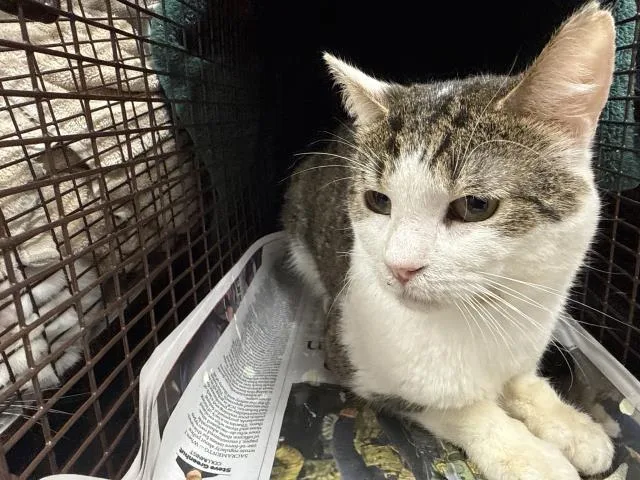 An adult medium-sized male Domestic Short Hair cat named Jimmy for adoption in Chatsworth, CA