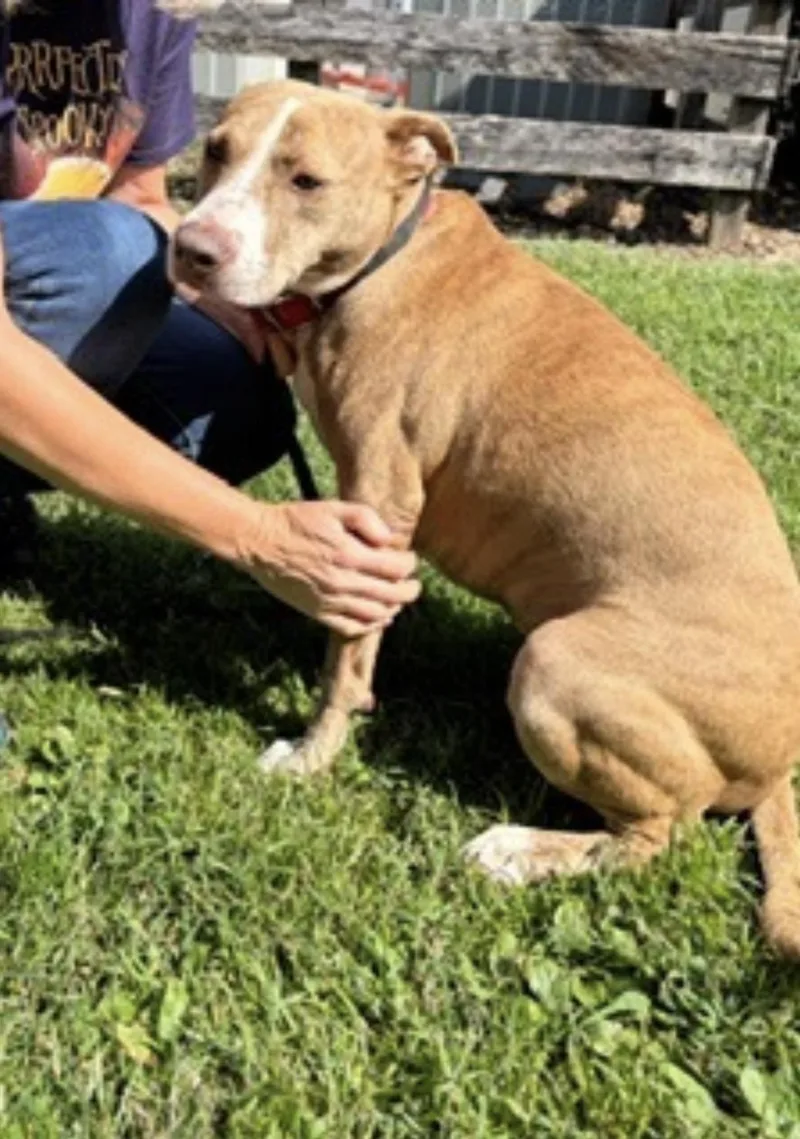 An adult medium-sized female Yellow / Tan / Blond / Fawn American Staffordshire Terrier dog named Rory for adoption in Cumberland, RI