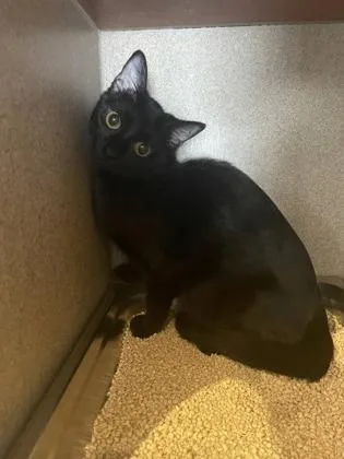 An adult small-sized female Domestic Short Hair cat named Jonesy for adoption in Washington, DC
