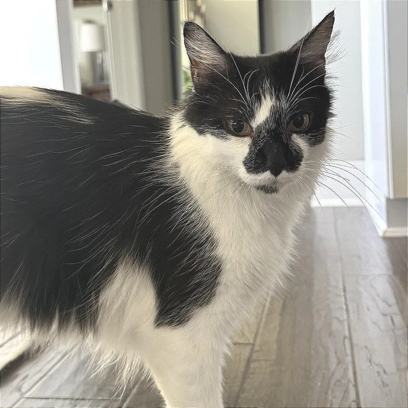 An adult medium-sized female White Domestic Short Hair cat named Bella for adoption in Wichita, KS