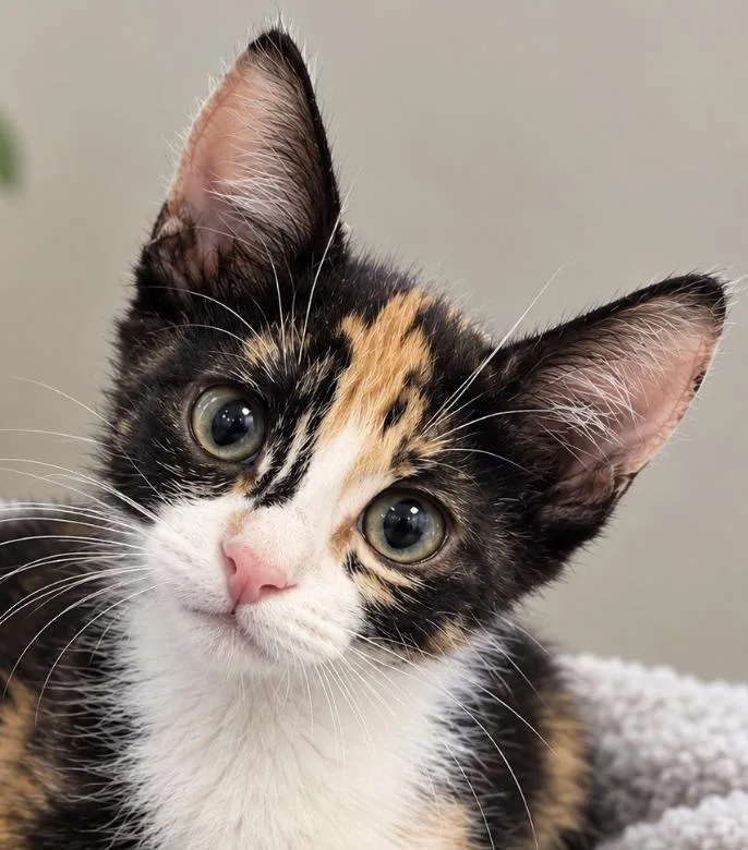 A baby medium-sized female Calico cat named Evie Lou for adoption in Spring Branch, TX