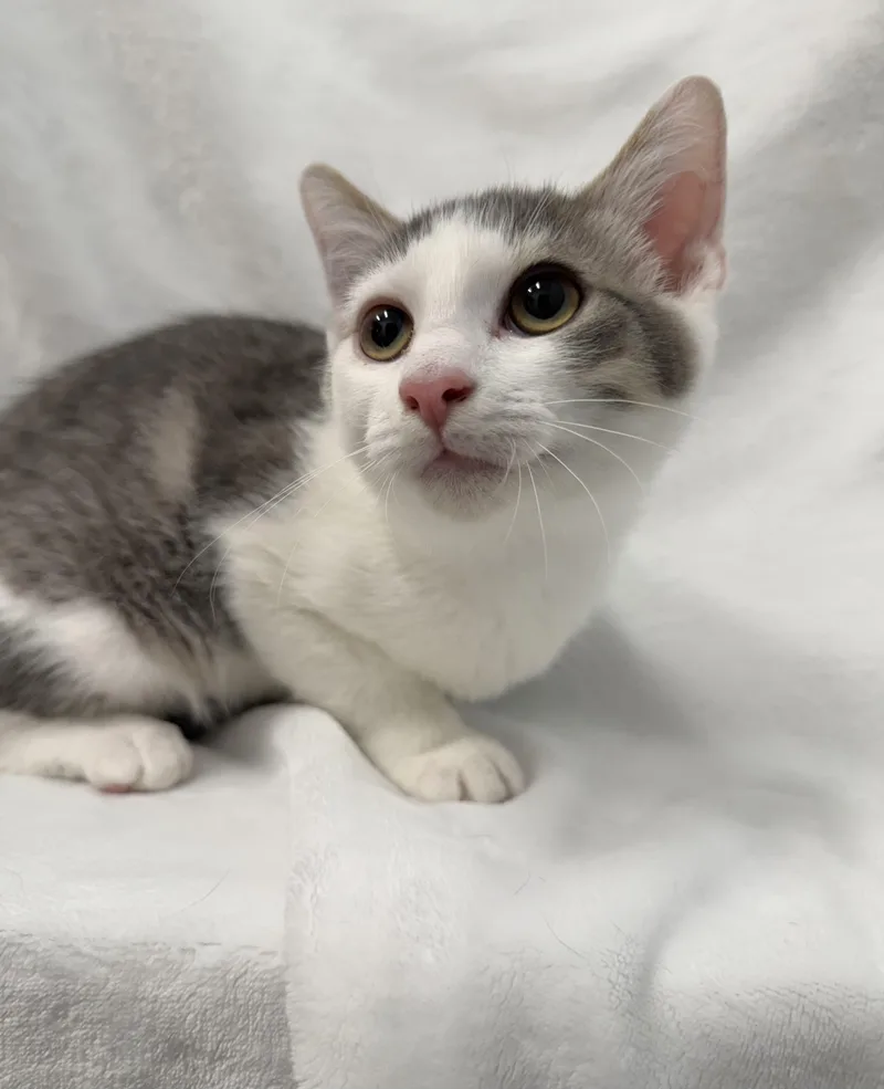 A baby medium-sized male Tabby (Gray / Blue / Silver) Domestic Short Hair cat named Kenickie for adoption in Greensboro, NC