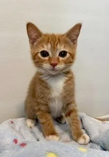 A baby medium-sized female Domestic Short Hair cat named Tangerine for adoption in Shoreline, WA