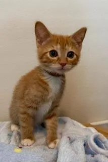 Tangerine thumbnail 3