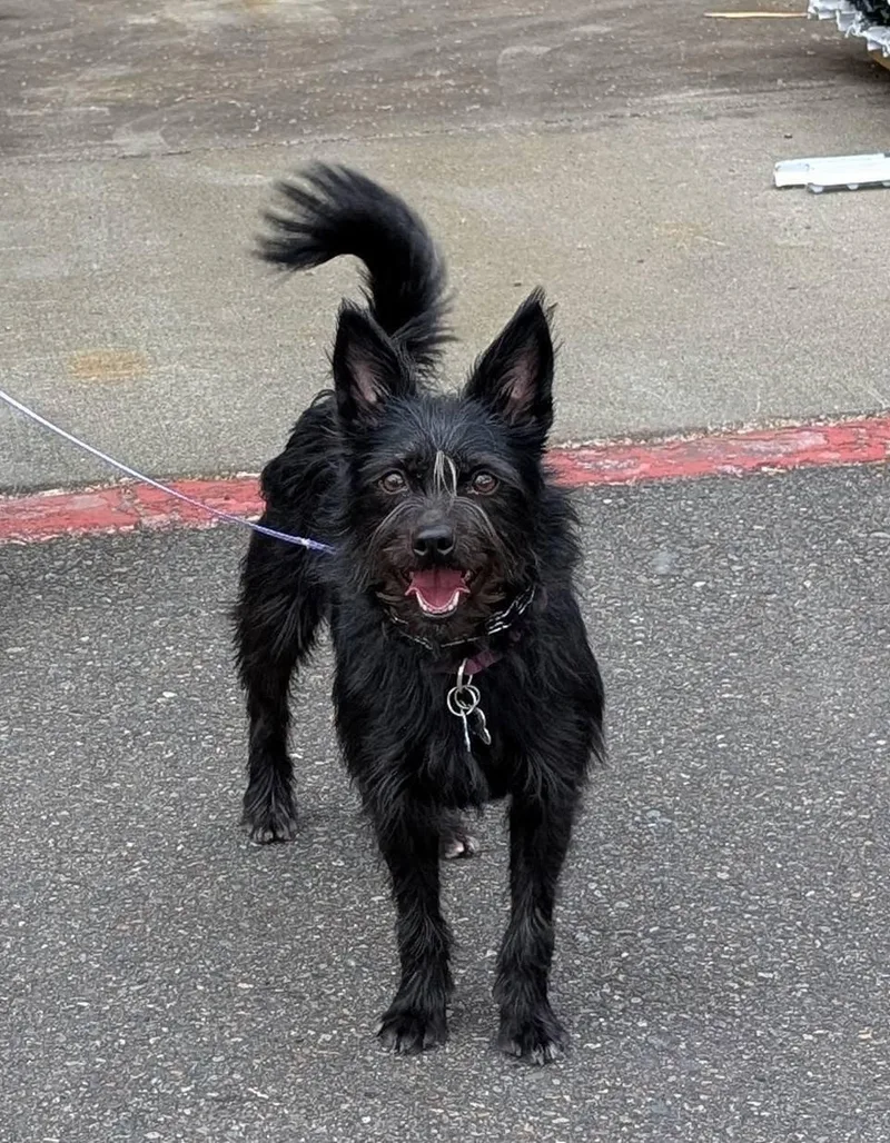 A young small-sized female Black Terrier dog named Jenzie for adoption in Covington, WA
