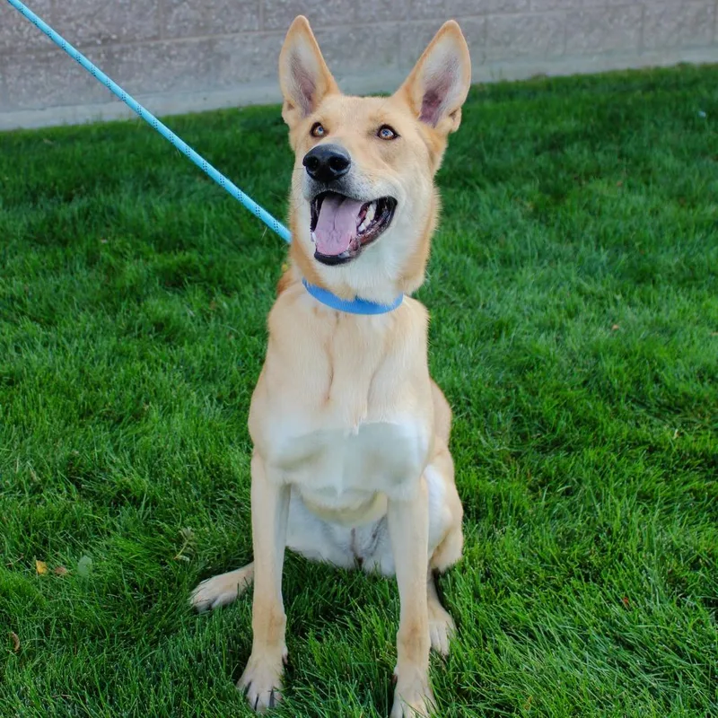 An adult large-sized female Shepherd dog named Honey for adoption in Great Falls, MT