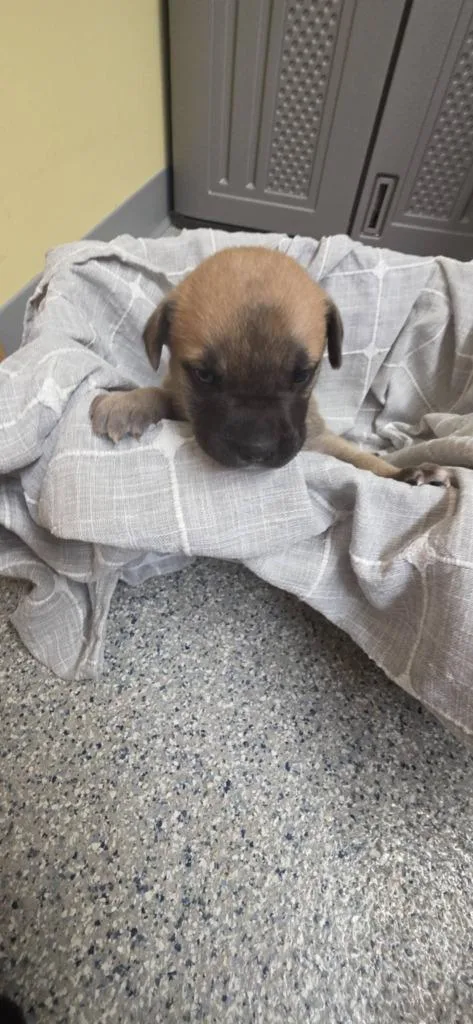 A baby small-sized female German Shepherd Dog dog named Bosco for adoption in Syracuse, IN