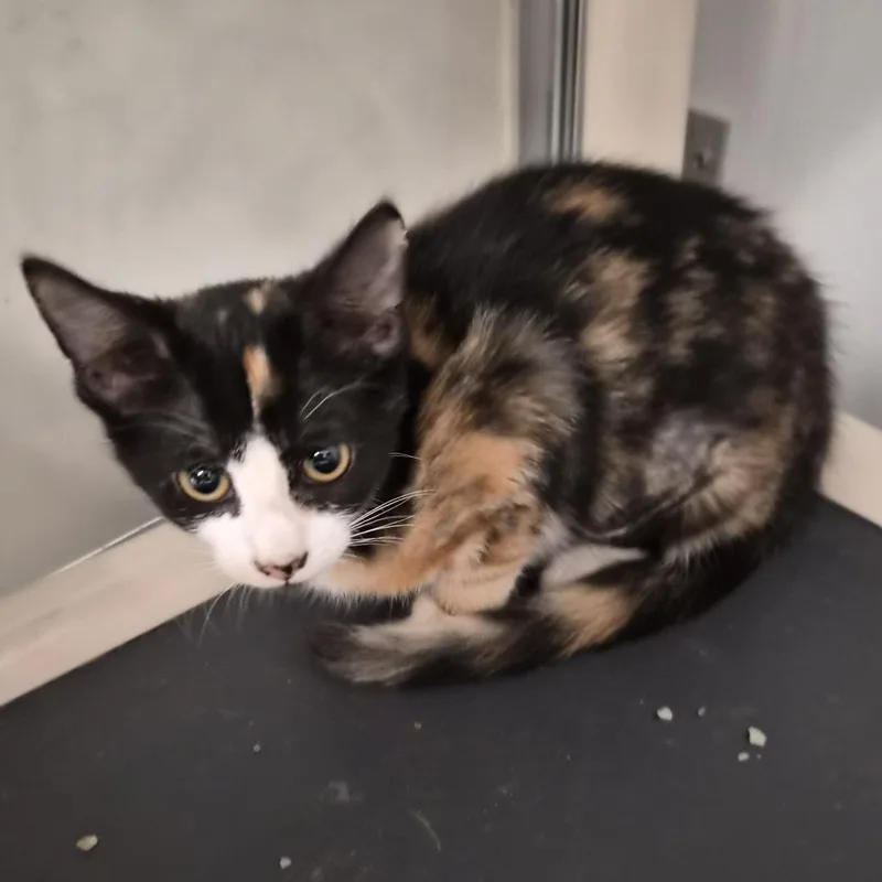 A baby small-sized female Calico Domestic Short Hair cat named Poppy for adoption in South Elgin, IL