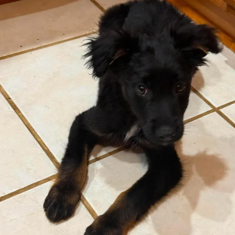A baby medium-sized male Black Australian Shepherd dog named Thiago for adoption in Fredericksburg, VA