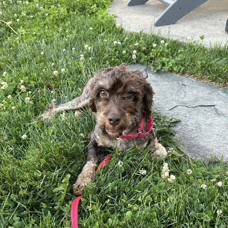 A young small-sized male Brown / Chocolate Cockapoo dog named Teddy for adoption in Grafton, OH