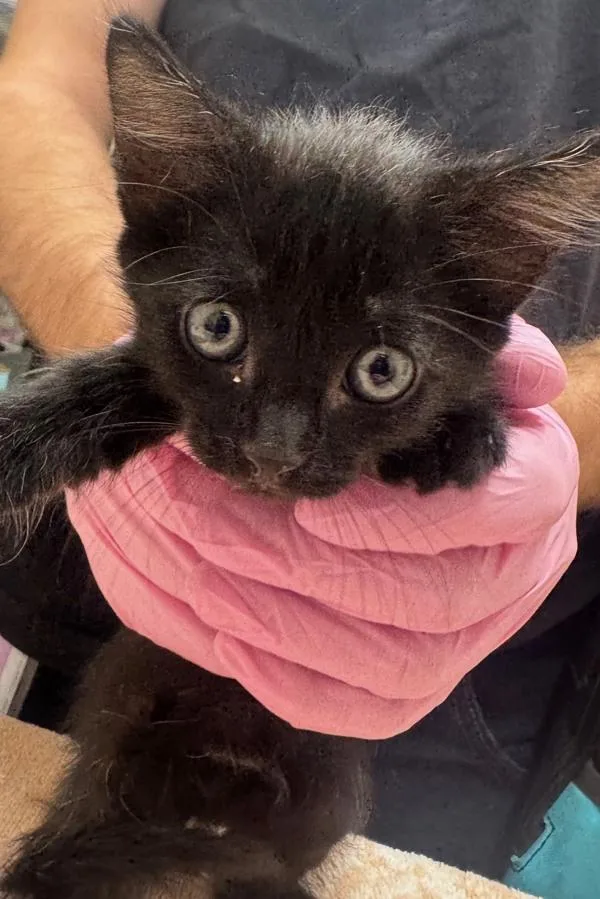A baby small-sized male Domestic Short Hair cat named Caspian for adoption in El Cajon, CA