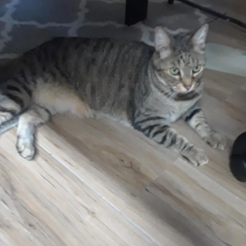 An adult large-sized male Tabby (Gray / Blue / Silver) Tabby cat named Oscar   Affectionate for adoption in Macomb, MI