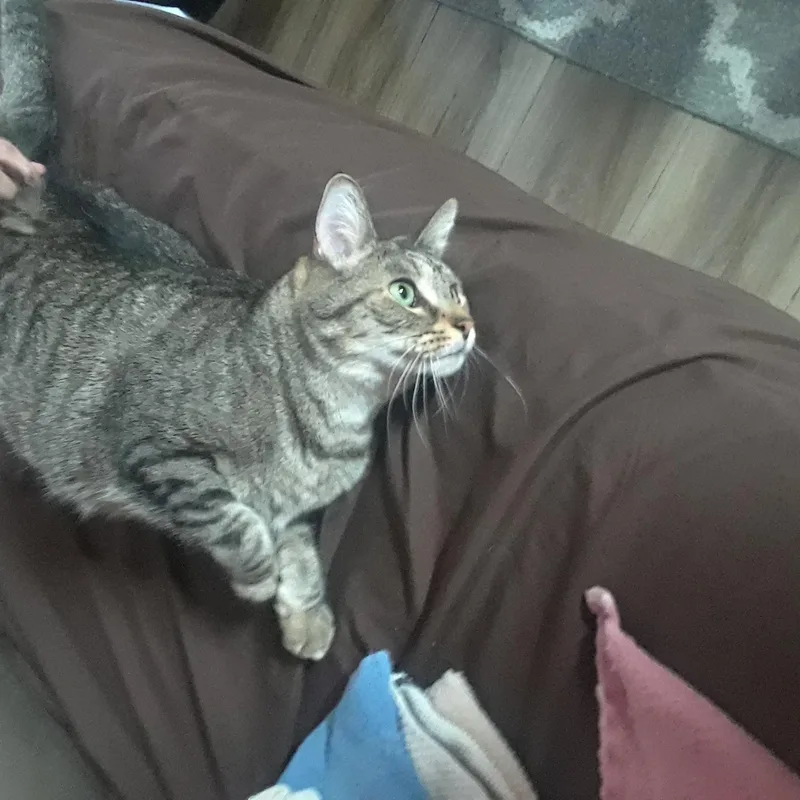 Oscar   Affectionate thumbnail 2