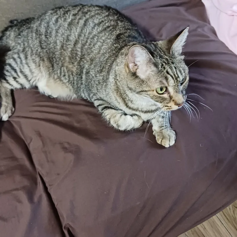 Oscar   Affectionate thumbnail 3