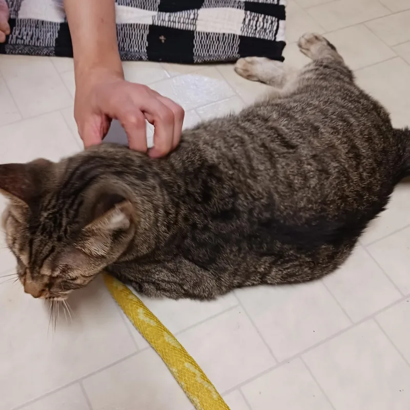 Oscar   Affectionate thumbnail 4