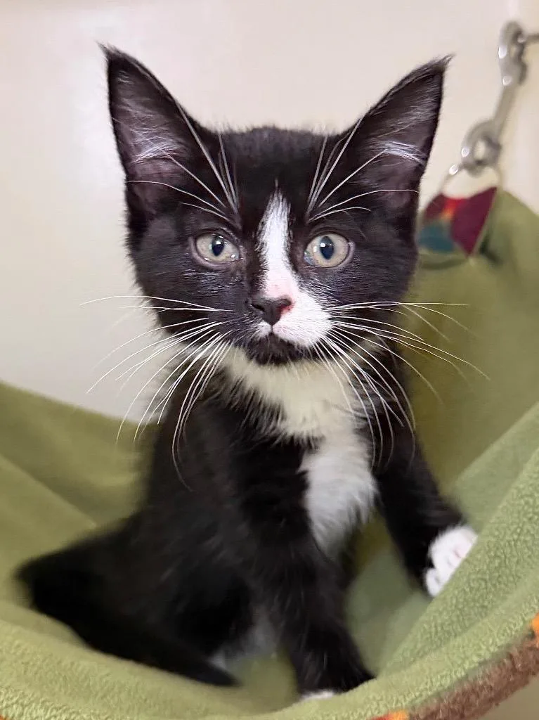 A baby medium-sized female Domestic Short Hair cat named Sparrow for adoption in Menomonie, WI