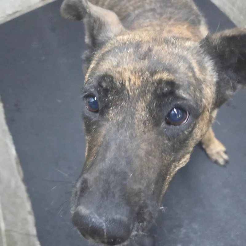 An adult large-sized female Brindle Dutch Shepherd dog named Brenda for adoption in Madisonville, KY