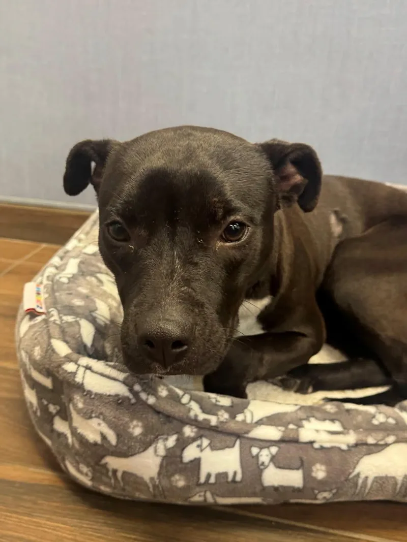 A young medium-sized female Terrier dog named Pioer for adoption in Hilton Head Island, SC