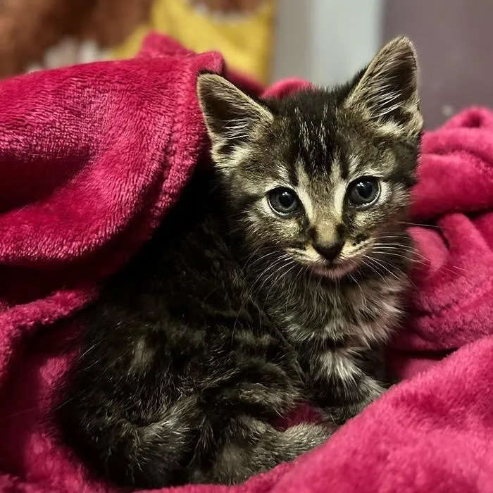 A baby small-sized female Brown / Chocolate Domestic Short Hair cat named Blueberry for adoption in Long Beach, CA