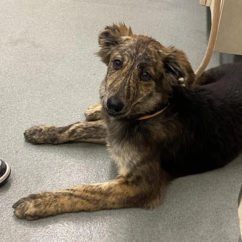 A baby medium-sized female Brindle German Shepherd Dog dog named WAGSStray for adoption in Westminster, CA