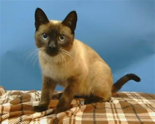A young medium-sized male Siamese cat named Kita for adoption in Gardena, CA