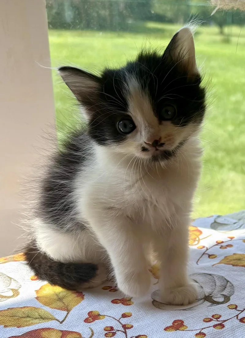 A baby medium-sized female Domestic Long Hair cat named Patchouli for adoption in Bethel, OH