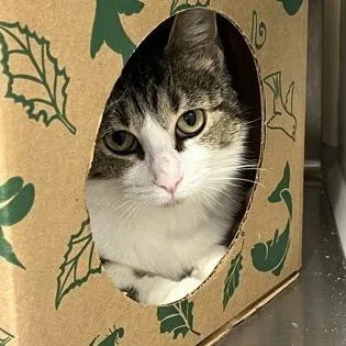 An adult medium-sized female Brown / Chocolate Domestic Short Hair cat named Lois for adoption in Ashtabula, OH