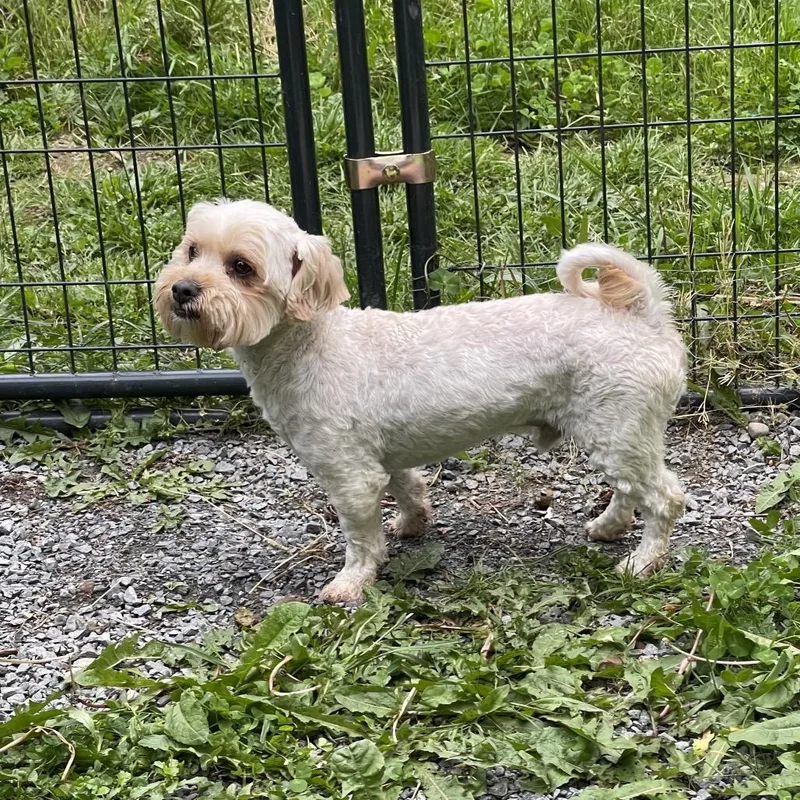 An adult small-sized male White / Cream Maltese dog named Max for adoption in Graham, WA