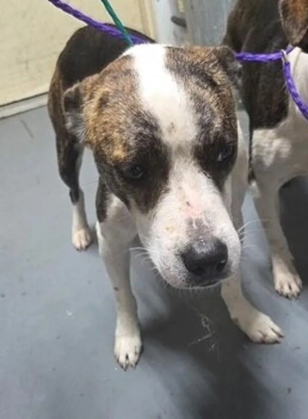 An adult medium-sized male Hound dog named A Ricky for adoption in Dallas, GA