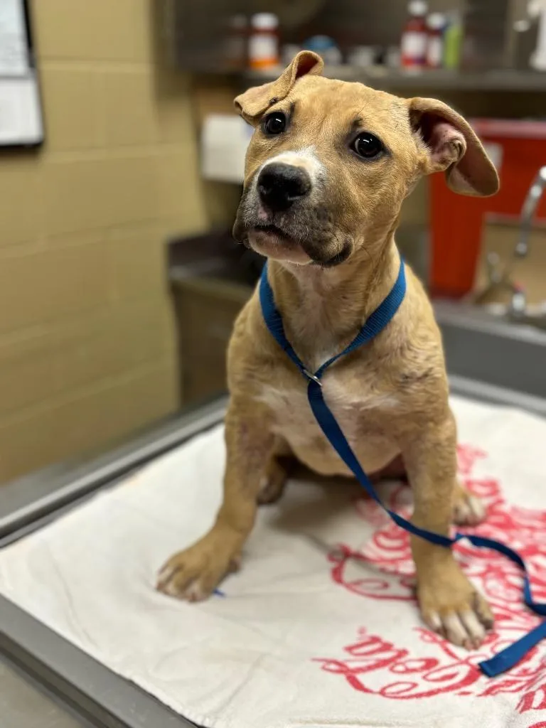 A baby small-sized female Mixed Breed dog named Lady Luck for adoption in Douglasville, GA