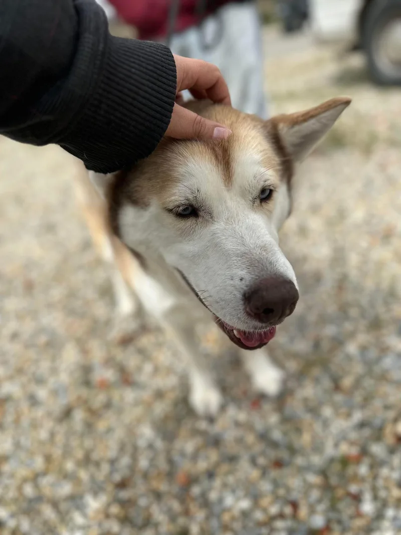 An adult medium-sized female Red / Chestnut / Orange Siberian Husky dog named Ivy for adoption in Ventura, CA