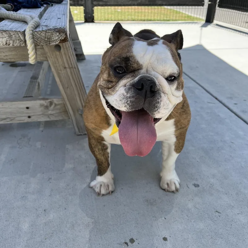 An adult medium-sized female Brown / Chocolate English Bulldog dog named Hilda for adoption in Long Beach, CA