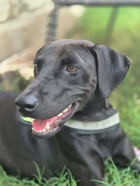 A young medium-sized female Black Labrador Retriever dog named Goose for adoption in Vernon, CT