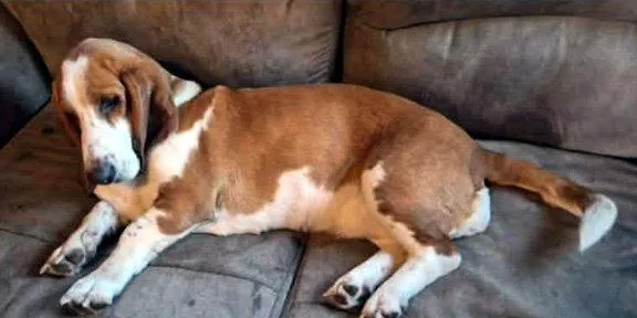 Butterscotch thumbnail 3