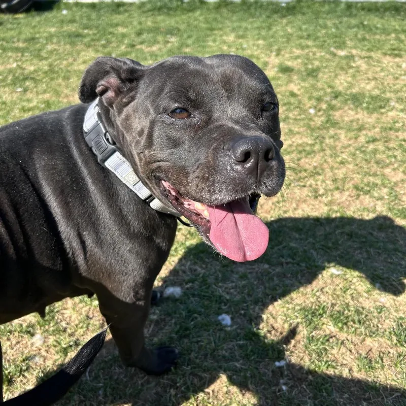 An adult medium-sized female Black Pit Bull Terrier dog named April for adoption in Harrisonburg, VA