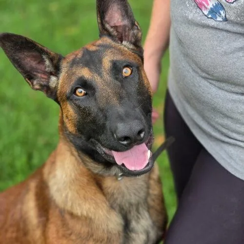 A baby medium-sized male Belgian Shepherd / Malinois dog named Vex for adoption in Christiansburg, VA