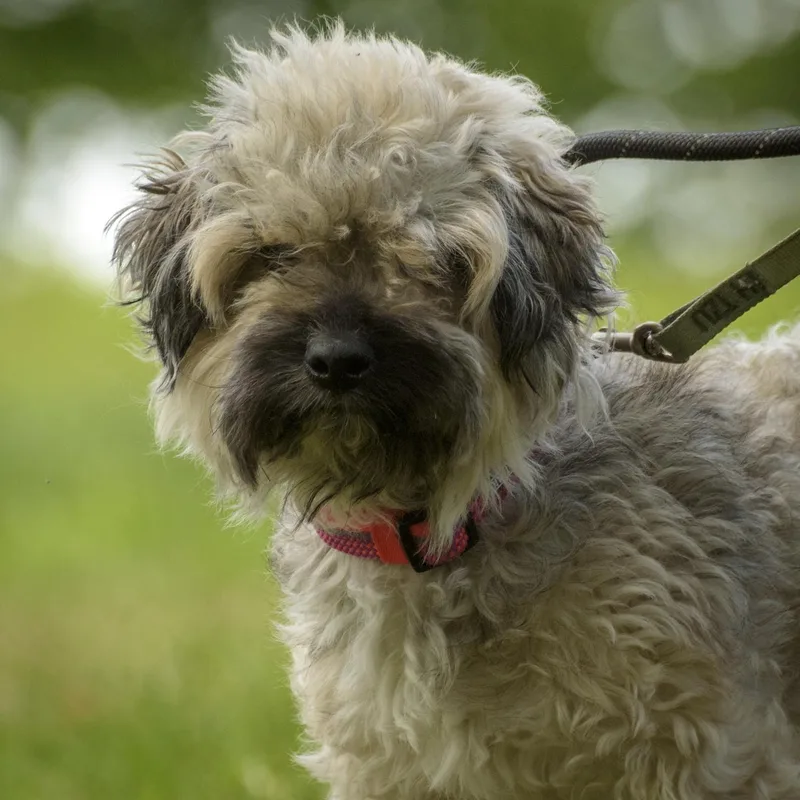 An adult small-sized male White / Cream Wheaten Terrier dog named Eddie for adoption in Lambertville, NJ