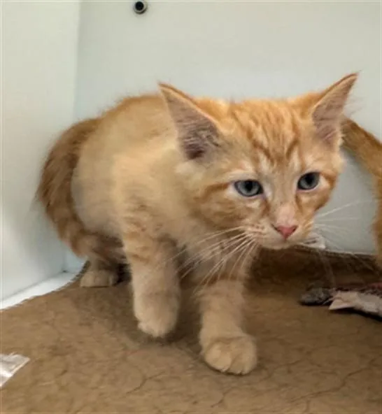 A baby small-sized male Domestic Short Hair cat named Postit for adoption in Peoria, IL