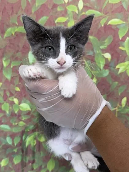A young small-sized female Domestic Short Hair cat named Chai for adoption in San Antonio, TX