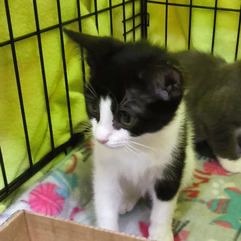 A baby small-sized female Black Domestic Short Hair cat named Cypress for adoption in Jessup, MD