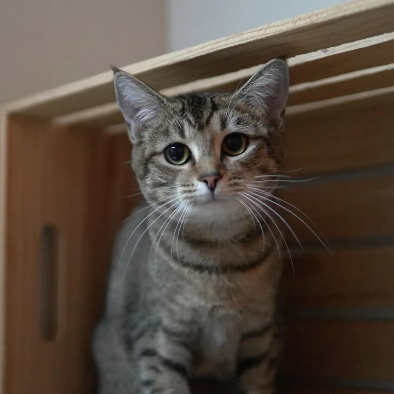 An adult medium-sized female Domestic Short Hair cat named Maggie for adoption in Gainesville, GA