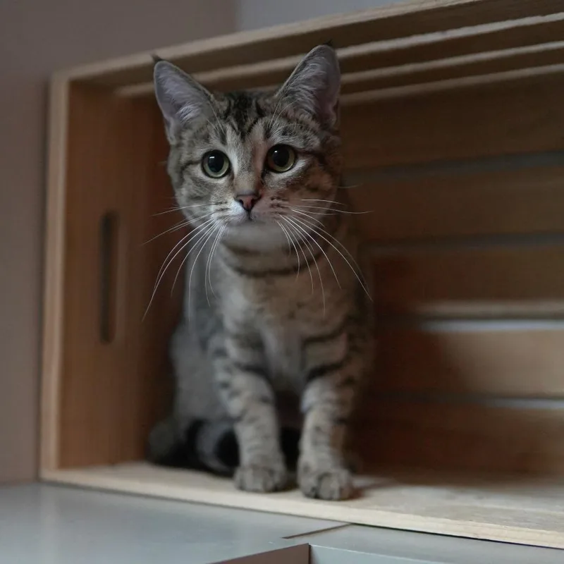 Maggie thumbnail 2
