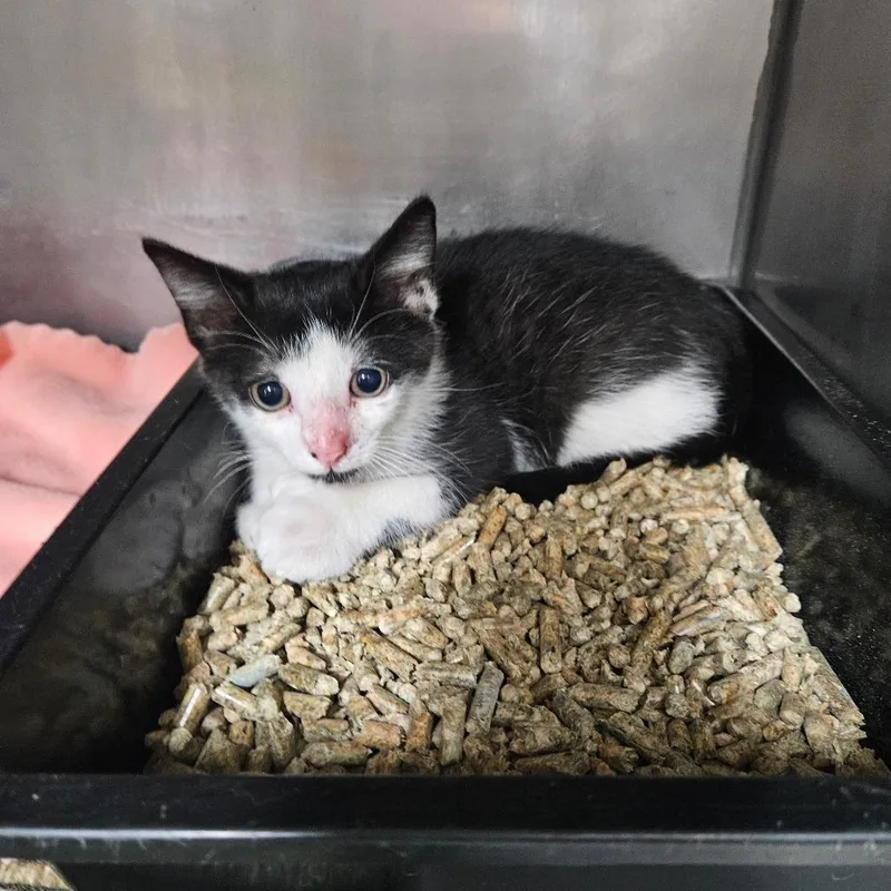A baby small-sized male Black Domestic Short Hair cat named King Tutt for adoption in Ridgely, MD