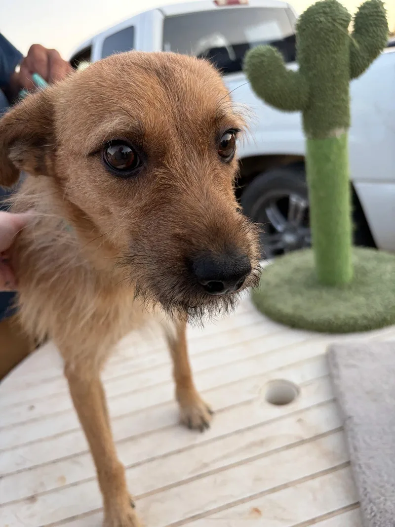 An adult small-sized male Terrier dog named Spidey for adoption in Grafton, WI