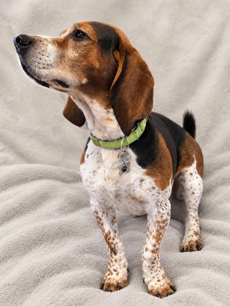 An adult medium-sized male Basset Hound dog named Toby for adoption in Crystal, MN